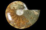 Polished, Agatized Ammonite (Cleoniceras) - Madagascar #88146-1